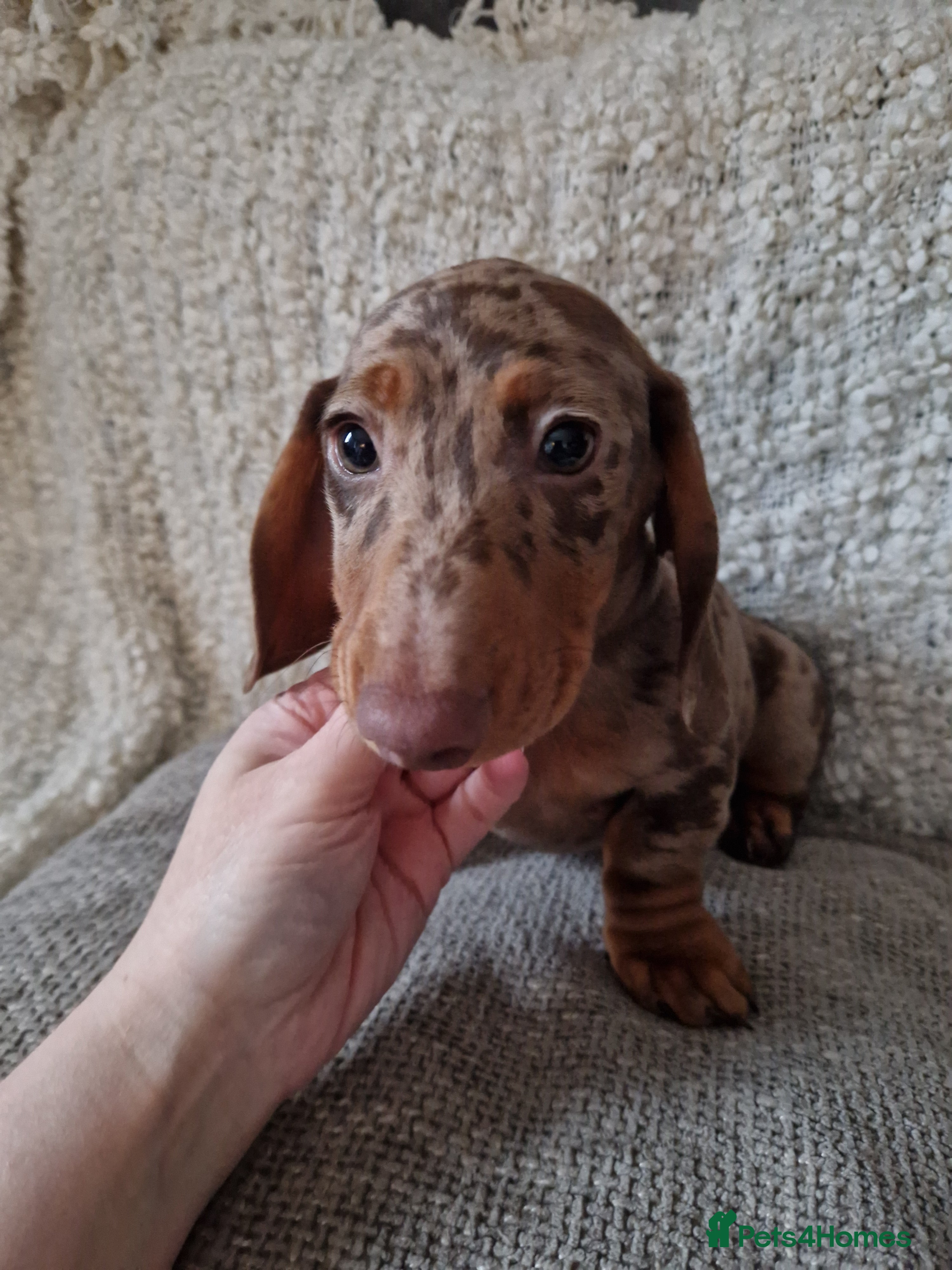 Miniature Dachshund dogs Beautiful Miniature Smooth Haired Dachshund  - Advert 18