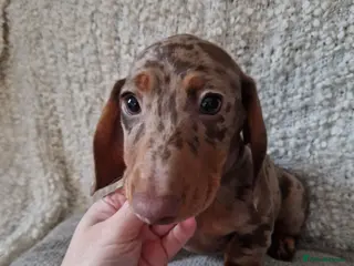 Miniature Dachshund dogs Beautiful Miniature Smooth Haired Dachshund - Advert 18