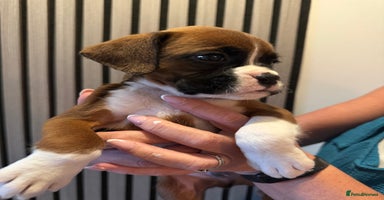 Boxer dogs - Advert 3