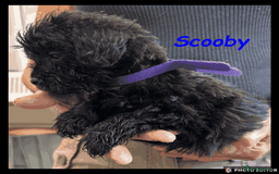 Mixed Breed dogs for sale: Beautiful Borderpoo Puppies – Ready 24th August - Image 15