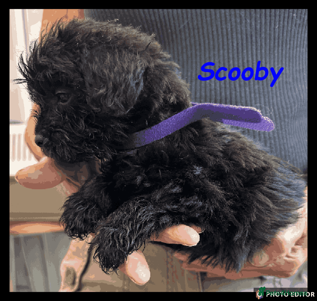 Mixed Breed dogs for sale: Beautiful Borderpoo Puppies – Ready 24th August - Image 15