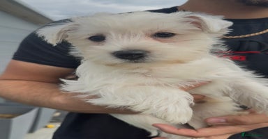 West Highland Terrier dogs - Advert 1