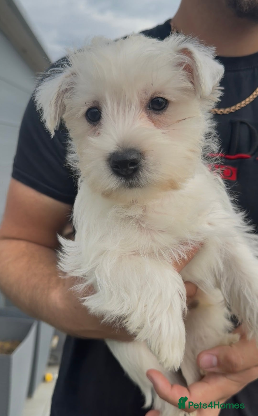 West Highland Terrier dogs for sale: West Highland Terrier pups Dad show bloodlines - Image 3