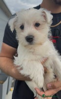 West Highland Terrier dogs - Advert 1