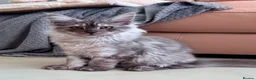 Maine Coon cats for sale: ONLY 3 TICA REG GIRLS LEFT FROM LICENSED BREEDERS - Advert 6