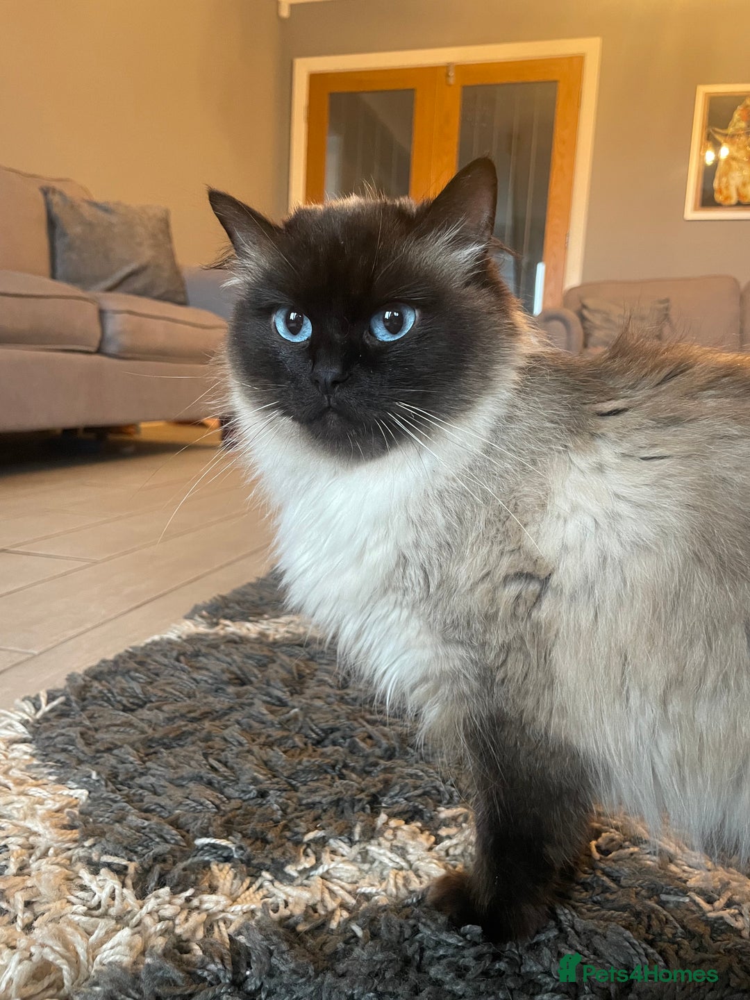 Ragdoll cats for sale: Ragdoll kittens ready now 3 boys 1 girl available  - Image 14