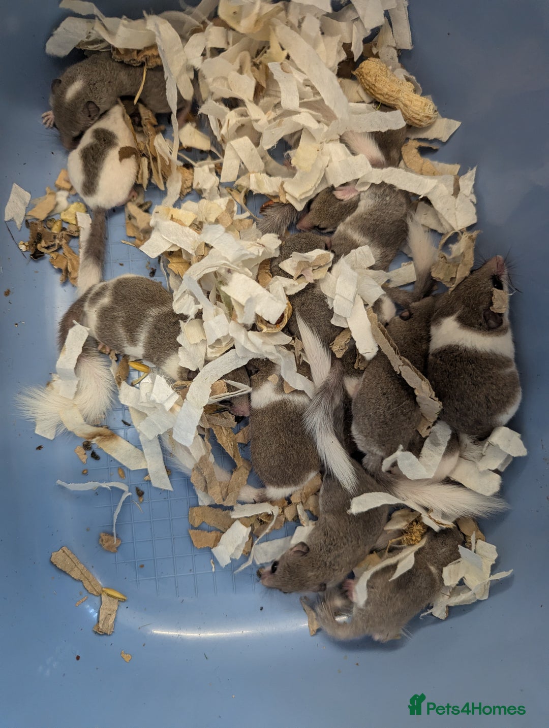 Mouse rodents for sale: Pied African Pygmy Dormice - male - Advert 5
