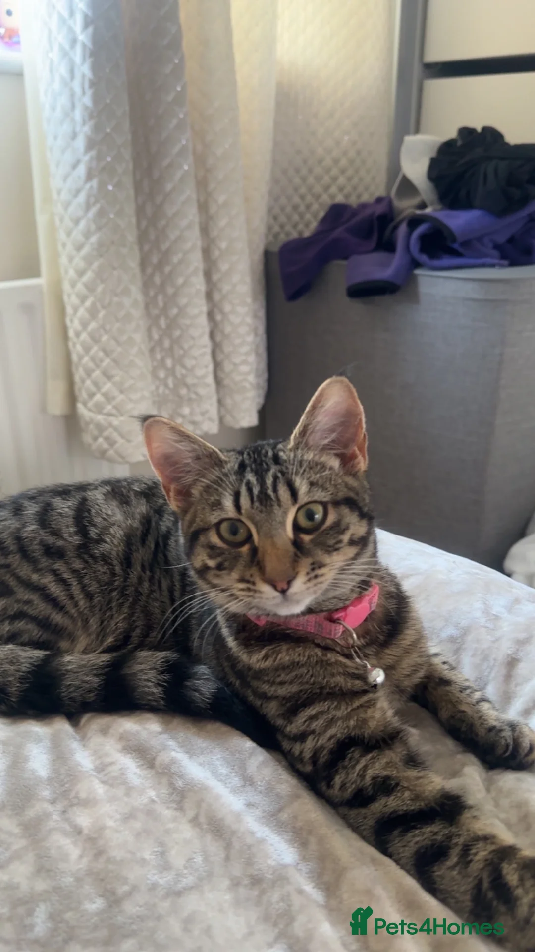 British Shorthair cats for sale: Selling a gorgeous kitten 10 months in Uxbridge - Advert 2