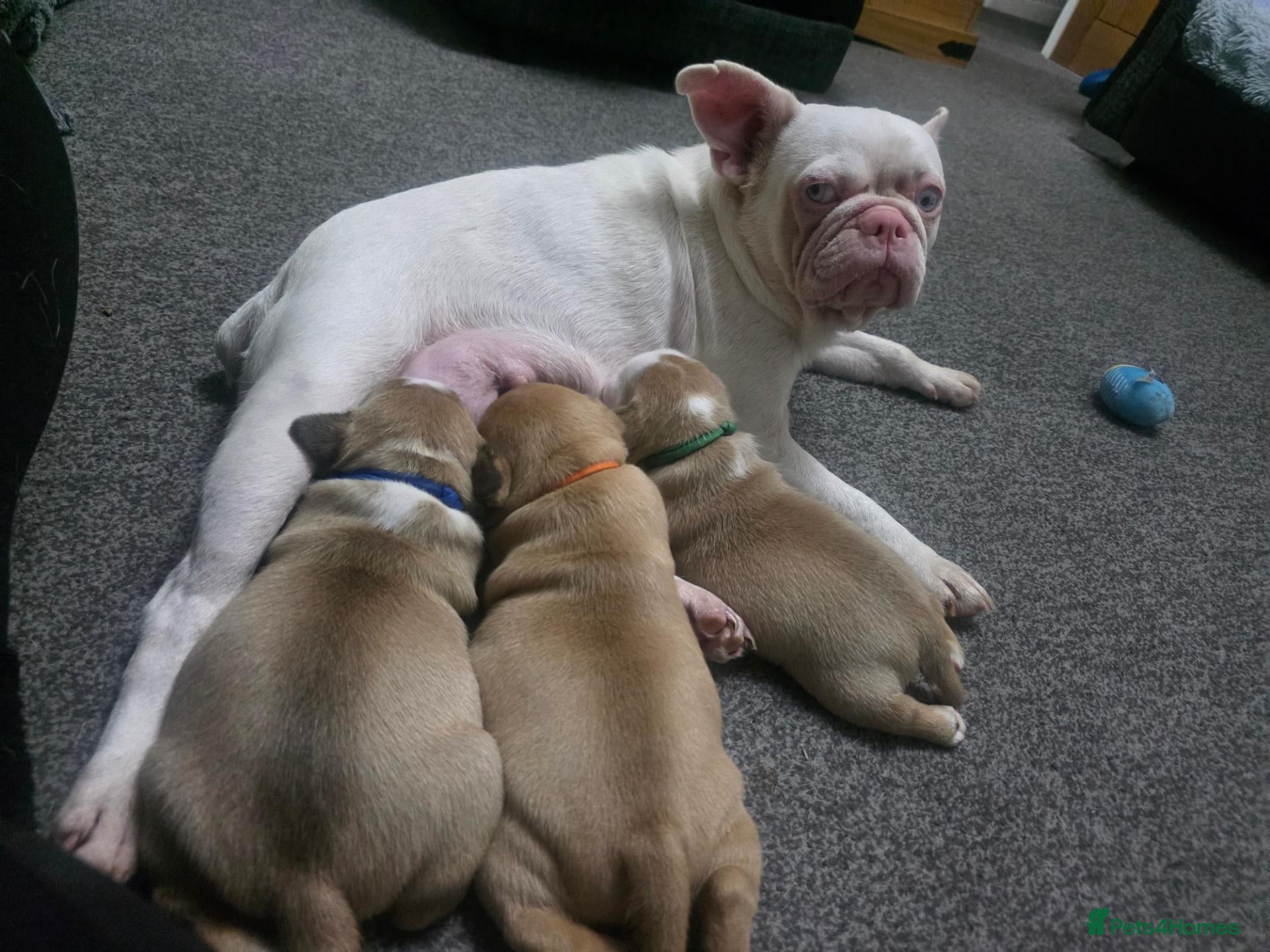 Mixed Breed dogs STAFFORDSHIRE BULLTERRIOR X FRENCHBULLDOG PUPPIES - Advert 1