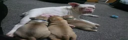 Mixed Breed dogs for sale: STAFFORDSHIRE BULLTERRIOR X FRENCHBULLDOG PUPPIES - Advert 1
