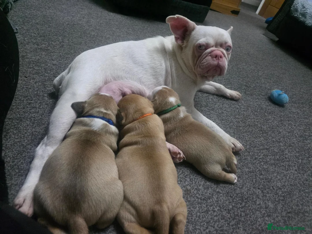 Mixed Breed dogs for sale: STAFFORDSHIRE BULLTERRIOR X FRENCHBULLDOG PUPPIES - Advert 1