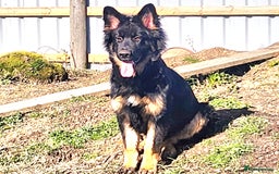 German Shepherd dogs for sale: Beautiful German Shepherd male 9 months - Image 1