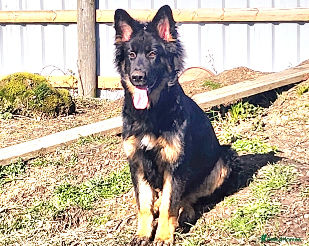 German Shepherd dogs for sale: Beautiful German Shepherd male 9 months - Image 1