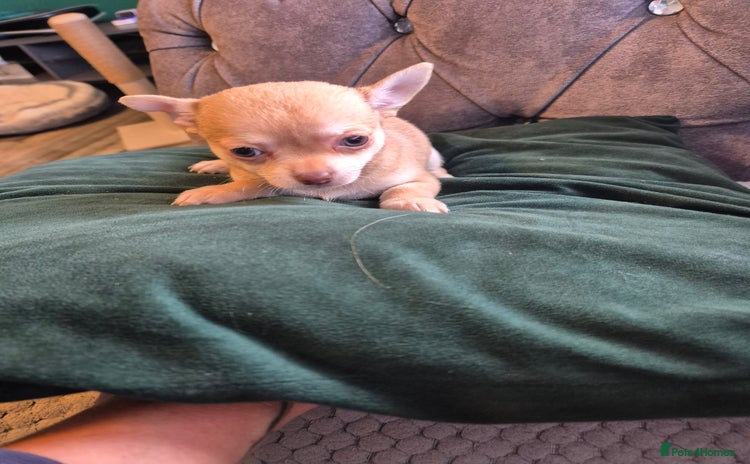 Chihuahua dogs - Advert 11