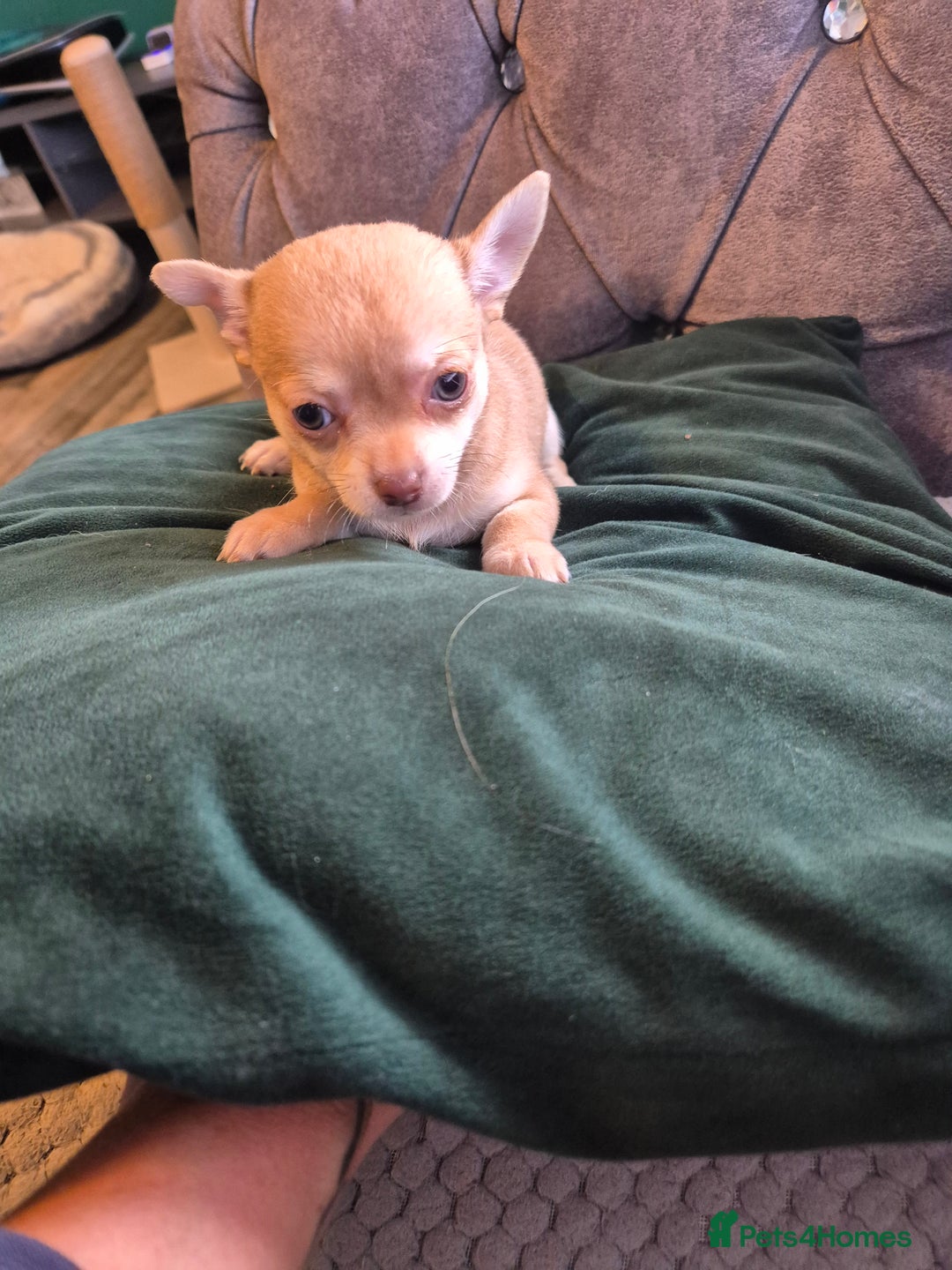 Chihuahua dogs for sale: Chihuahua  - Image 1