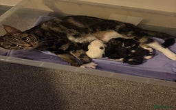 Mixed Breed cats for sale: 5 gorgeous kittens for sale  - Image 2