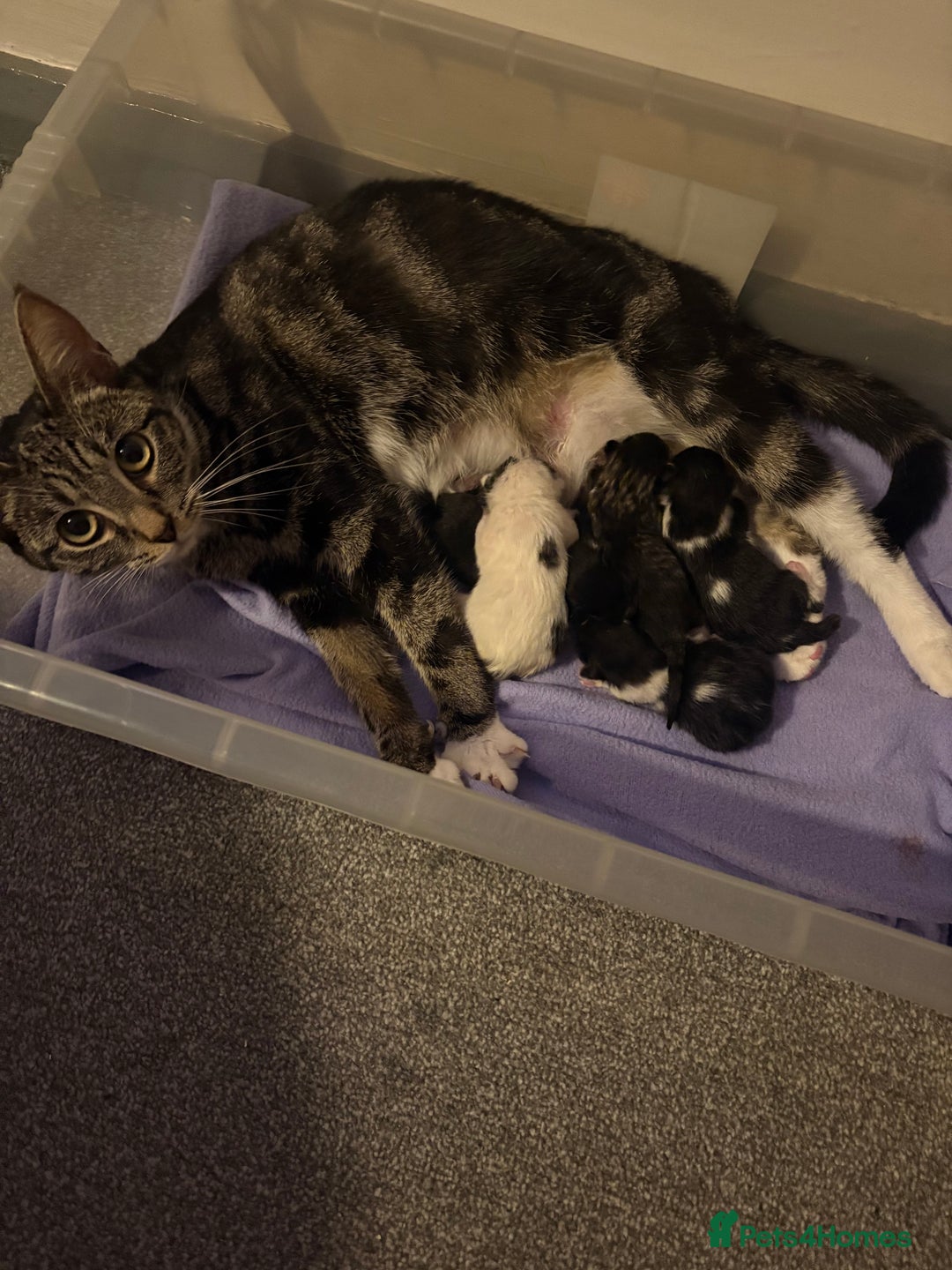 Mixed Breed cats for sale: 5 gorgeous kittens for sale  - Image 2