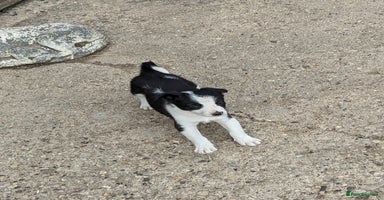 Border Collie dogs - Advert 5