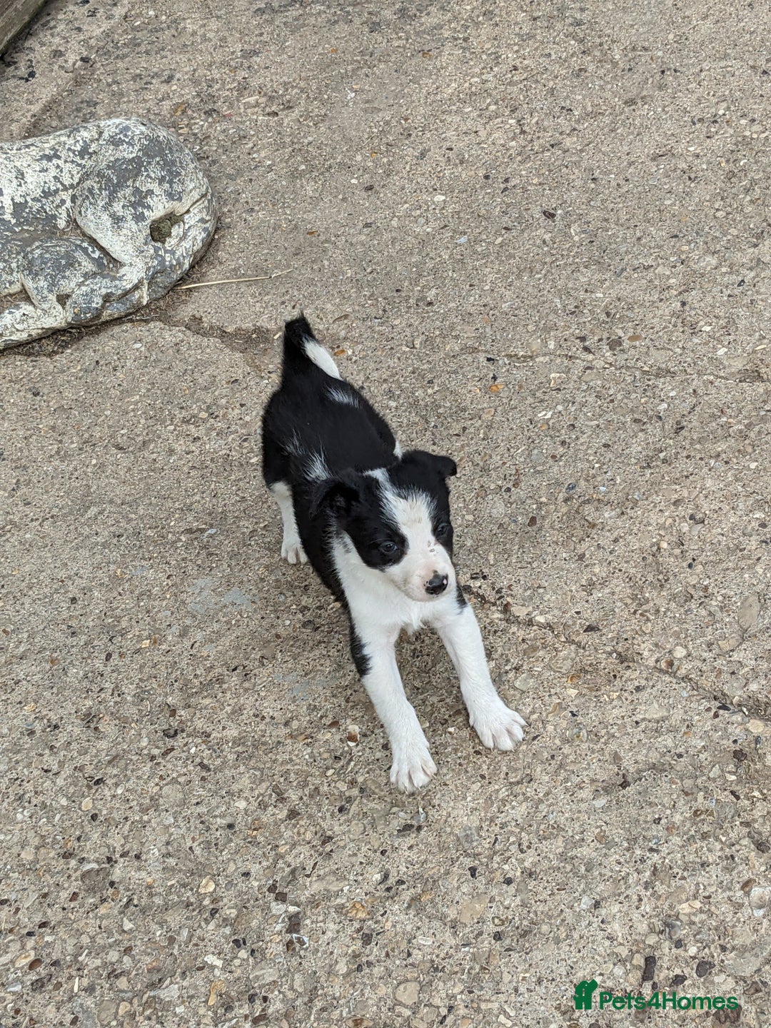 Border Collie dogs for sale: Border Collie puppies  - Image 3