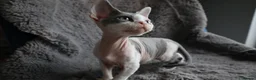 Devon Rex cats for sale: Odd eye Devon Rex boy available - Advert 3