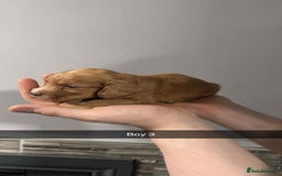 Cocker Spaniel dogs for sale: Cocker spaniel pups  - Image 9