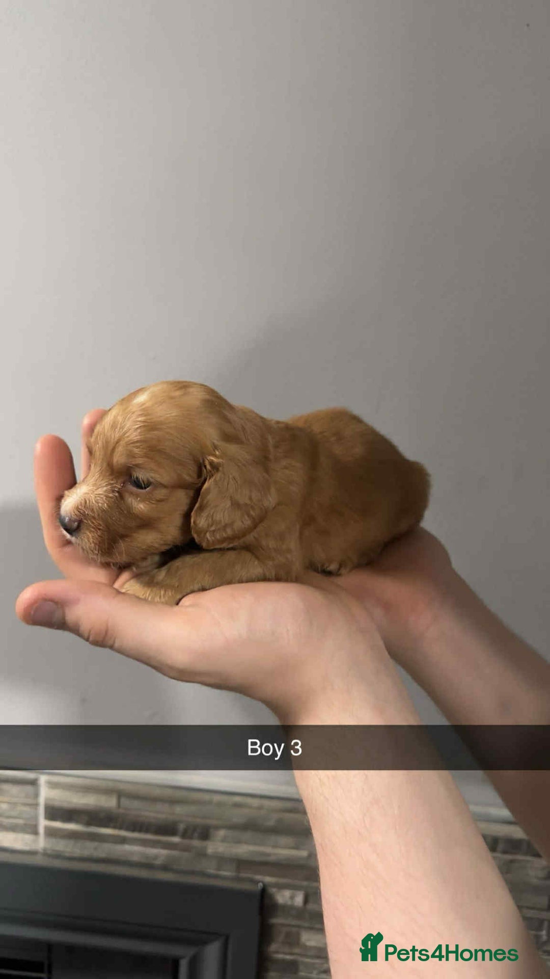 Cocker Spaniel dogs for sale: Cocker spaniel pups  - Image 9