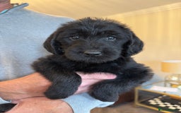 Mixed Breed dogs for sale: 🐾 🧸 *Ready Saturday* Beautiful Doodles 💕🐾 - Image 4