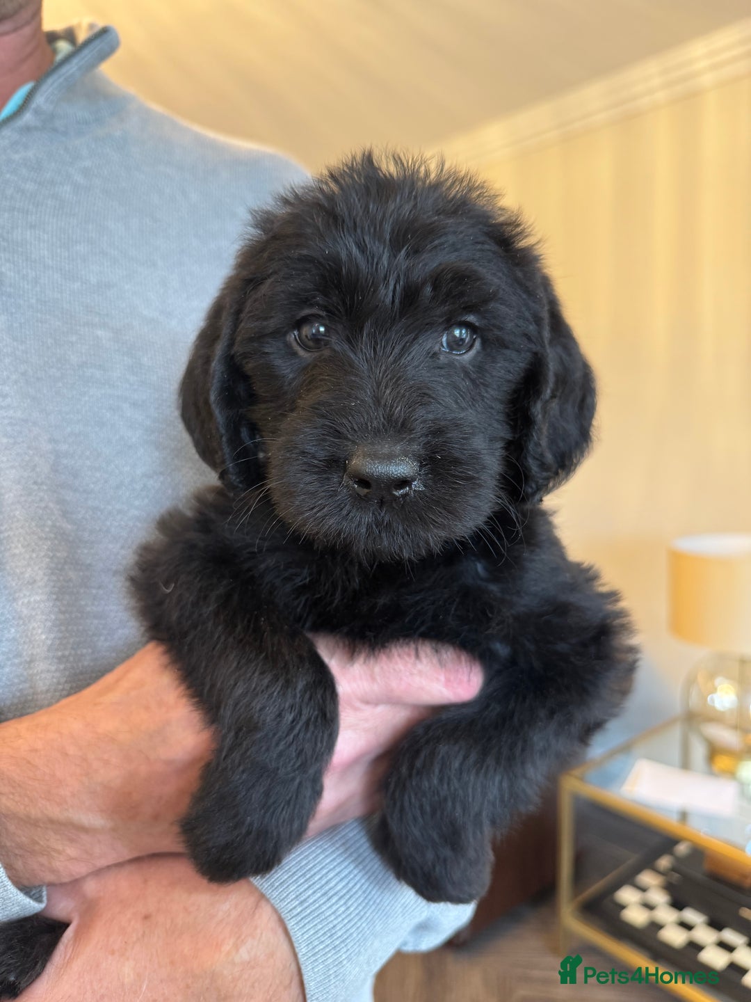 Mixed Breed dogs for sale: 🐾 🧸 *Ready Saturday* Beautiful Doodles 💕🐾 - Image 4