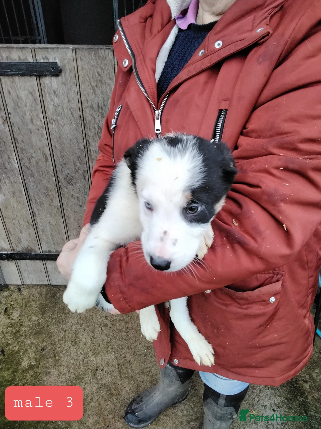 Border Collie dogs for sale: Border collie pups for sale - Advert 5