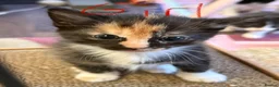 Maine Coon cats for sale: Maine Coon (half) kittens - ready to leave now - Advert 9