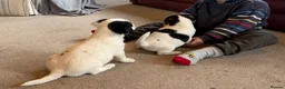 Jack Russell dogs for sale: Gorgeous Jack Russell puppies  - Advert 9