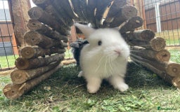 Mini Lop rabbits for sale: Mini lop cross french lop - Image 5