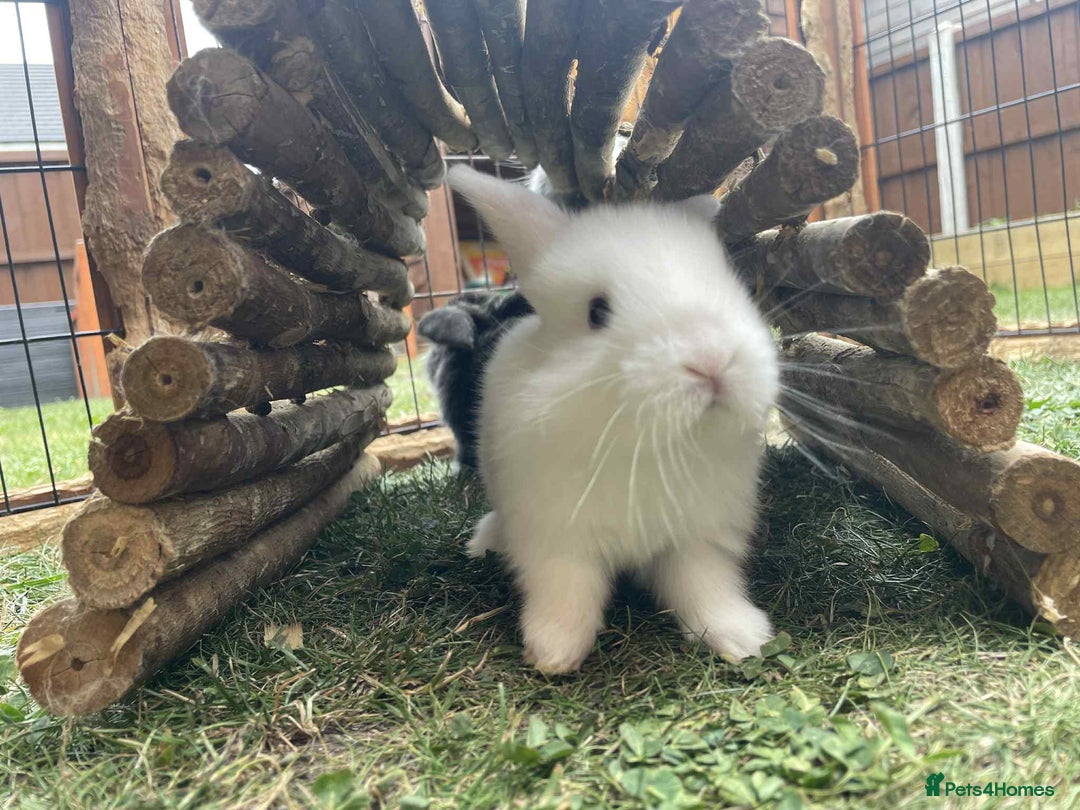 Mini Lop rabbits for sale: Mini lop cross french lop - Image 5