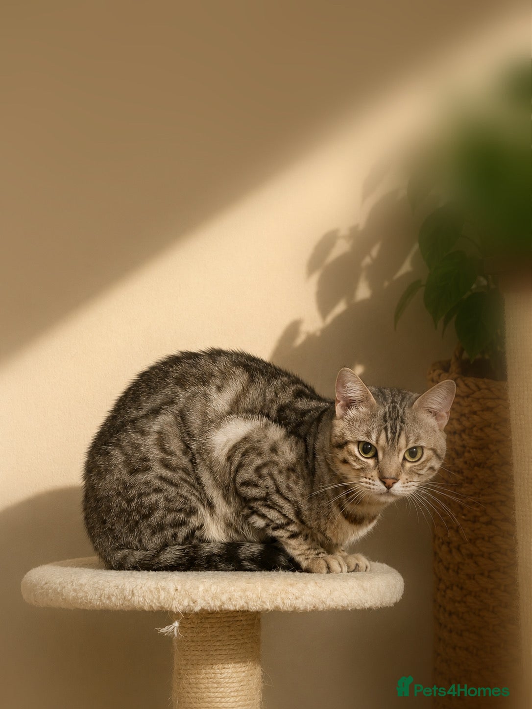 Bengal cats for sale: Pedigree G6 Bengal Cat in Leeds - Advert 5