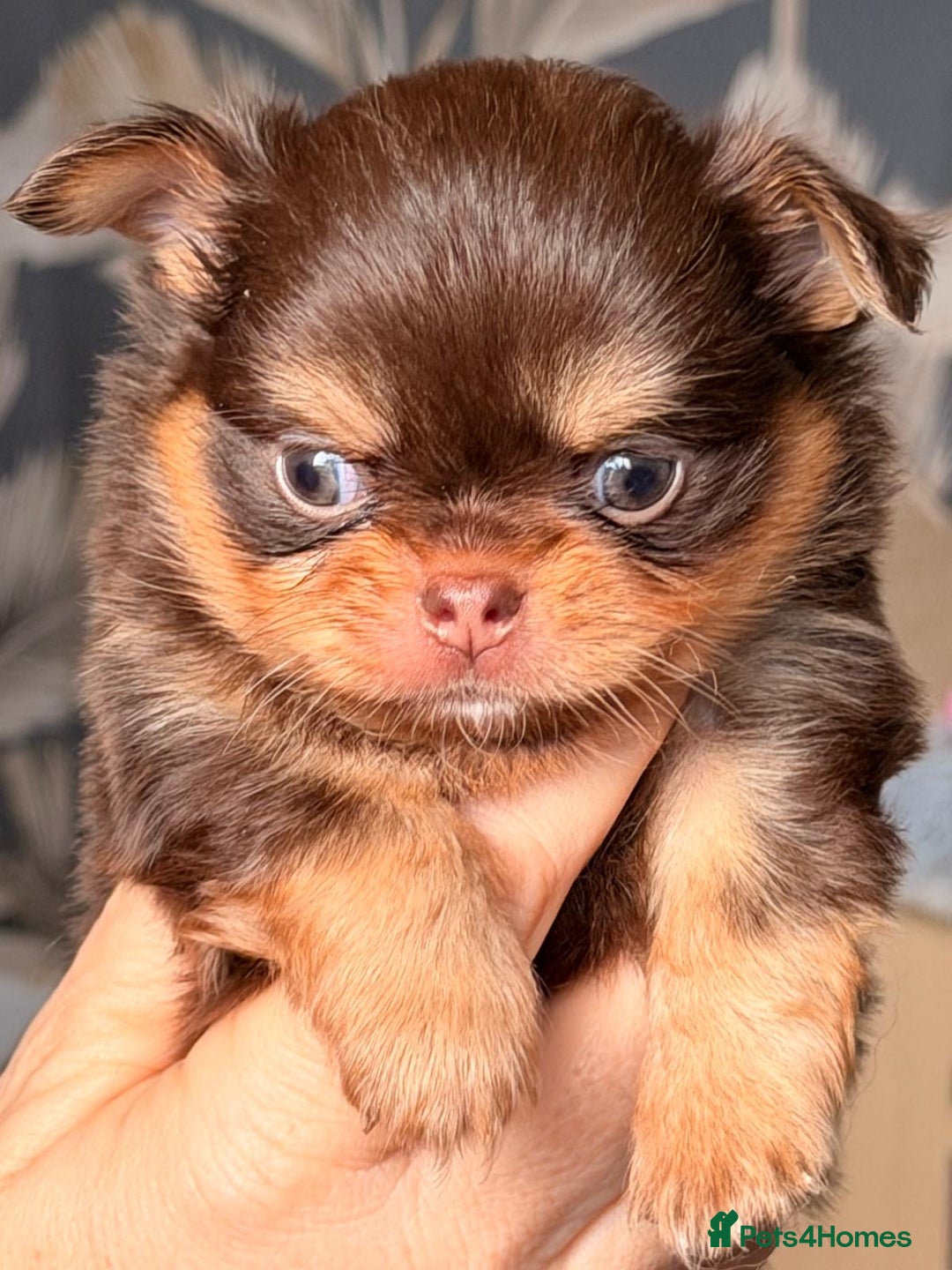Chihuahua dogs for sale: Long coated Chihuahuas *super rare! - Advert 12