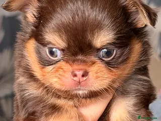 Chihuahua dogs Long coated Chihuahuas *super rare! - Advert 7