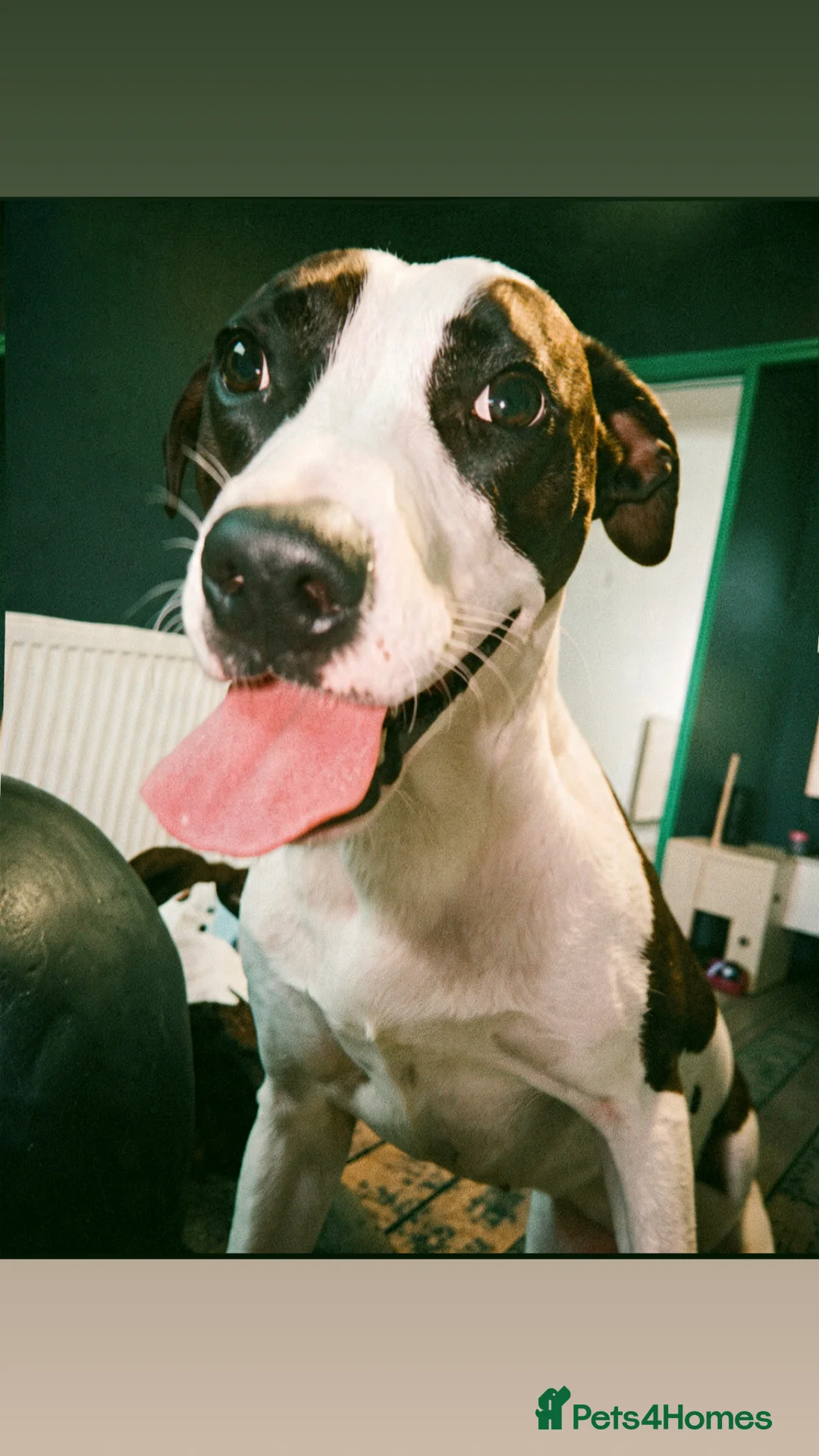 Mixed Breed dogs for sale: 2 mix breed 9 months old.  - Advert 2