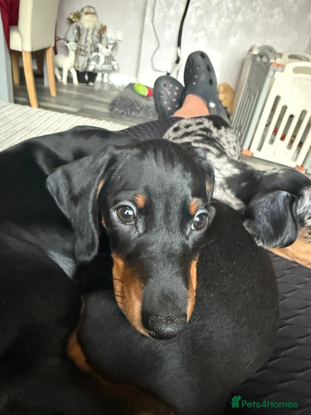 Dachshund dogs for sale: dachshund puppies LAST puppy left  - Advert 18
