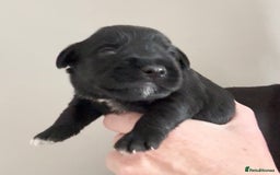 Miniature Schnauzer dogs for sale: Top Quality, health tested Mini Schnauzer pups - Image 7