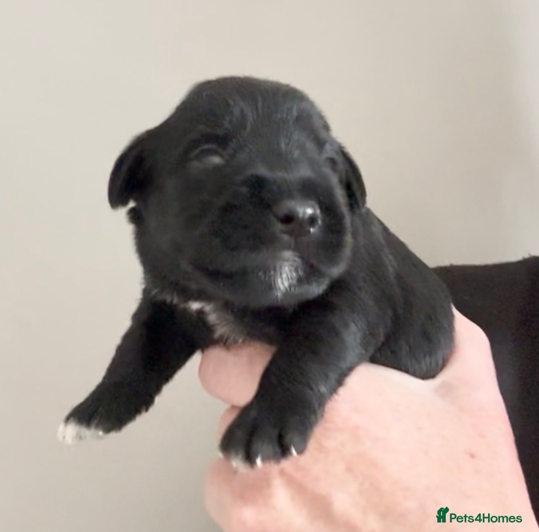 Miniature Schnauzer dogs for sale: Top Quality, health tested Mini Schnauzer pups - Image 7