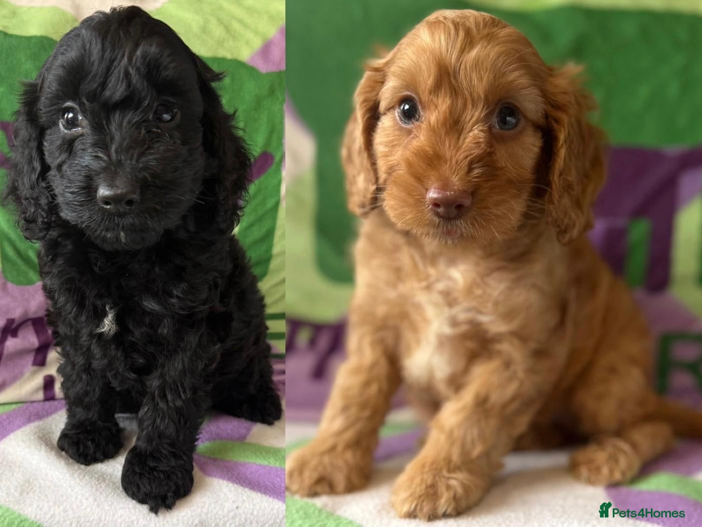 Cockapoo dogs F1 mini Cockapoos 30 dna health tested various  - Advert 1
