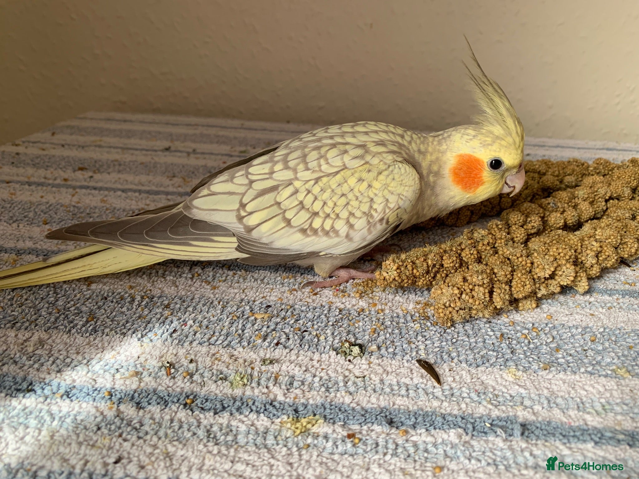 Parakeets birds Cockatiel & Kakariki Hand Reared! - Advert 1