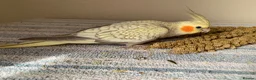 Parakeets birds for sale: Cockatiel & Kakariki Hand Reared! - Advert 1