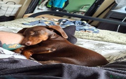 Dachshund dogs for sale: 1 Year Old Miniature Dachshund For Sale - Image 8