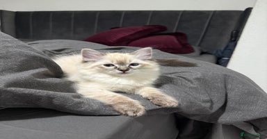 Ragdoll cats - Advert 1
