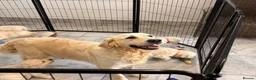 Golden Retriever dogs for sale: Kc registered fully health tested parents  - Advert 4