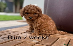 Toy Poodle dogs for sale: Asian Toy Poodle Puppies  - Image 18