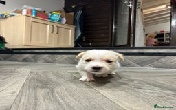 Jack Russell dogs for sale: Beautiful Jack Russell Pups 1 boy/ 1 girl  - Image 7