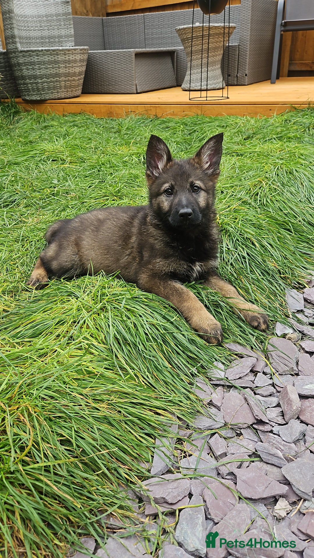 German Shepherd dogs for sale: German Shepherd Puppies – Working Line - Image 17