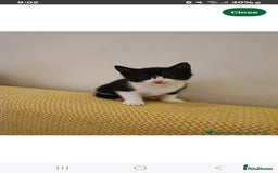 Mixed Breed cats for sale: 14 week old kitten for sale  - Image 2